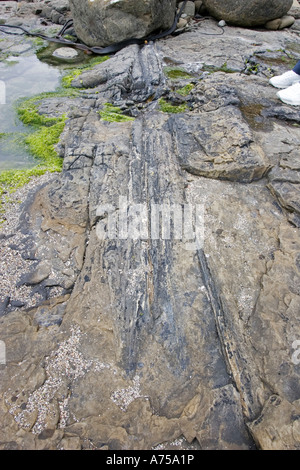 Versteinerten Baumstamm in exponierten Felsen am Strand von Curio Bay vor Ort der fossile Wald in den Catlins Küste Southland New Zealand Stockfoto