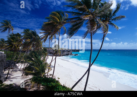 Palmen am unteren Bay South East Coast Barbados Stockfoto