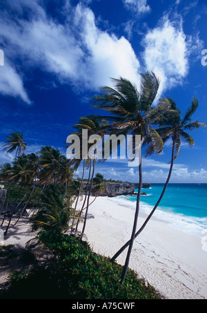 Palmen am unteren Bay South East Coast Barbados Stockfoto