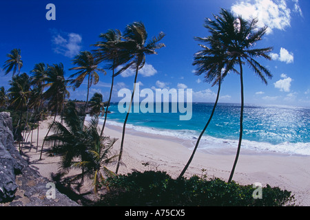 Palmen am unteren Bay South East Coast Barbados Stockfoto