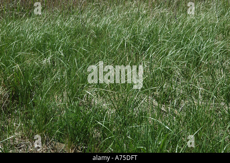 Hohen Wilde Gräser Stockfoto