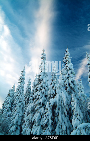 Schnee bedeckt Bäume im ländlichen Värmland Schweden Stockfoto