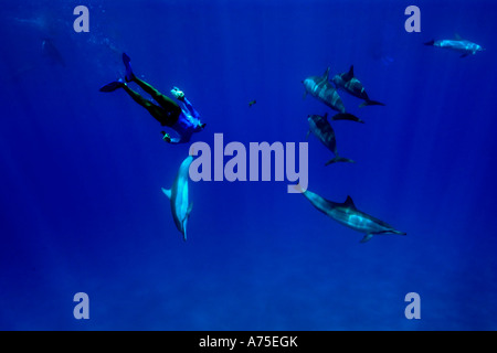 Spinner Delfinen Stenella Longirostris und Freitaucher Big Island Hawaii USA Stockfoto