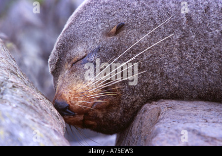 New Zealand Seebär schlafen Arctocephalus Forsteri Sinclair Kopf Nordinsel Neuseeland Stockfoto