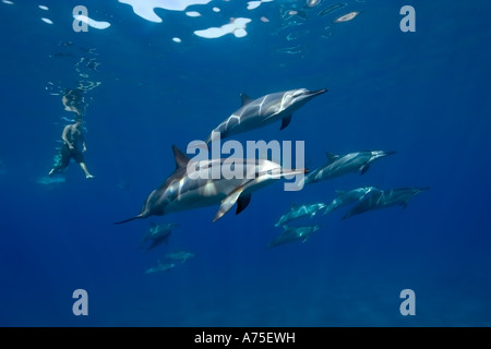 Spinner Delfinen Stenella Longirostris und Freitaucher Big Island Hawaii USA Stockfoto