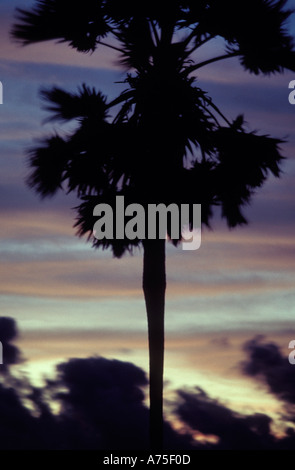 Palme den berühmten Sonnenuntergang der Welt Blick von den Klippen von Promthep Cap Andaman Meer Phuket Thailand Asien Stockfoto