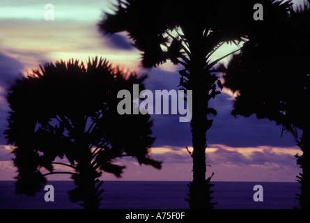 Palme den berühmten Sonnenuntergang der Welt Blick von den Klippen von Promthep Cap Andaman Meer Phuket Thailand Asien Stockfoto