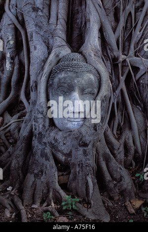 Der Sandstein Lord Buddha Kopf verschlungen in den Wurzeln von einem Bodhi-Baum im Wat Mahathat, Ayutthaya, Thailand, Asien Stockfoto