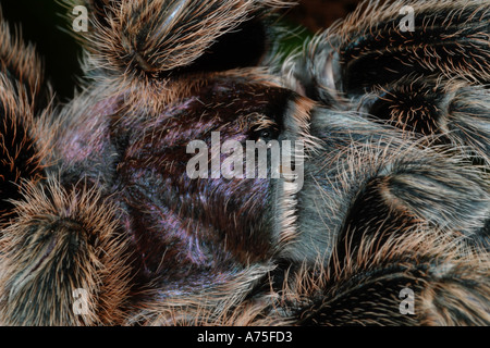 Chile-Rose-Vogelspinne Stockfoto