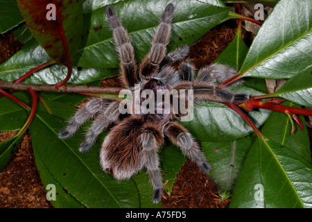 Chile-Rose-Vogelspinne Stockfoto