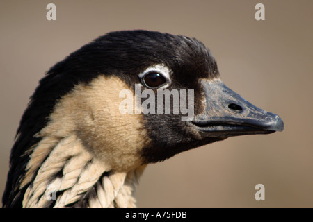 Closeuo einer Nene oder Hawaiian Goose Branta sandvicensis. Unverlierbar. Stockfoto