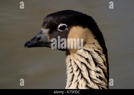 Closeuo einer Nene oder Hawaiian Goose Branta sandvicensis. Unverlierbar. Stockfoto
