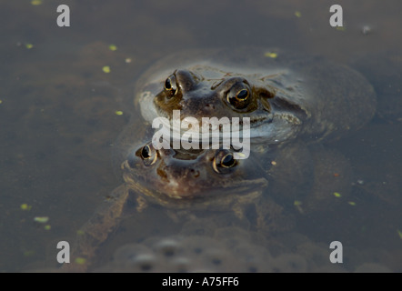 Gemeinsamen Frösche in Amplexus Rana temporaria Stockfoto