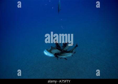 Herde von Spinner Delfinen Stenella Longirostris spielen in einem engen Kreis Big Island Hawaii USA Stockfoto