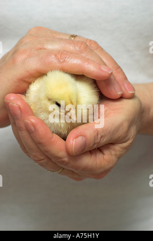 Küken in der Hand Stockfoto