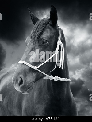 Eine schwarz / weiss Portrait eines Pferdes mit Himmel hinter Stockfoto