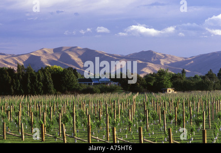 Weingut in Blenheim, Marlborough Südinsel Neuseeland Stockfoto