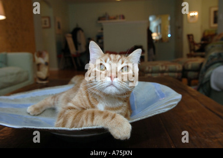 Hypoallergene Katze gezüchtet von Allerca Stockfoto, Bild ...