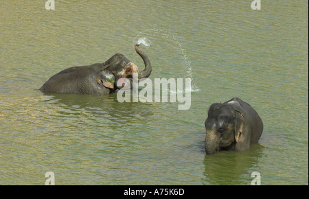 Zwei indische Elefanten erfrischen Sie sich in Jaipur in Rajasthan im Norden Indiens Stockfoto