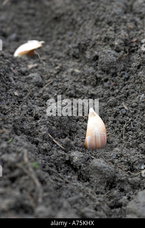 Pflanzen Knoblauchzehen Solent White für eine Sommer-Ernte von Knoblauch Stockfoto