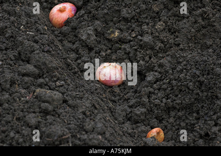 Schalotten rote Sonne untergeht sind gepflanzt, um eine Ernte von Schalotten auf einen Schrebergarten zu produzieren. Stockfoto