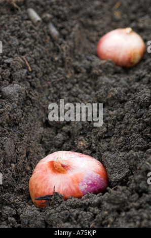 Schalotten rote Sonne untergeht sind gepflanzt, um eine Ernte von Schalotten auf einen Schrebergarten zu produzieren. Stockfoto