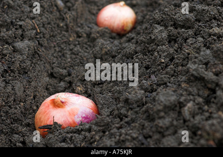 Schalotten rote Sonne untergeht sind gepflanzt, um eine Ernte von Schalotten auf einen Schrebergarten zu produzieren. Stockfoto