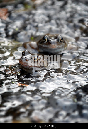 BRITISCHE PAARUNG FRÖSCHE IN FROGSPAWN RE FRÜHLING FRÜHLING WILDTIERE PAARUNG KAULQUAPPEN GARTEN TEICH WETTER KLIMA WARM UK Stockfoto