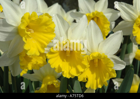 Narcissus Wisley bei RHS Gärten Bi farbig Narzisse mit weißen und gelben Frühling Blüte Leuchtmittel Stockfoto