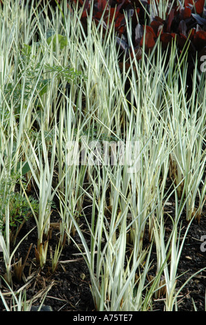 Carex Riparia Variegata bunten Garten Ziergras Stockfoto