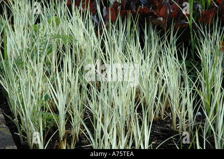 Carex Riparia Variegata bunten Garten Ziergras Stockfoto