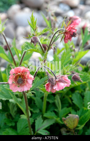Geum-Bell-Bank am 8. April Stockfoto