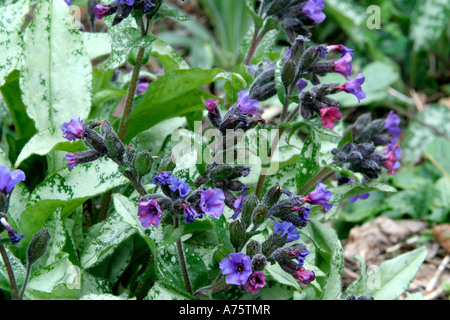 Pulmonaria Diana Clare ist eine nützliche krautige Boden für Anlage für Wald oder unter höher Pflanzen April 9 Stockfoto