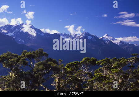 Darran Mountains aus Silber Buchenwald auf dem Routeburn Track Fjordland National Park Südinsel Neuseeland Stockfoto