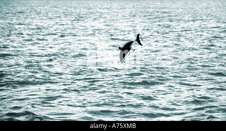 Dusky Dolphin Lagenorhynchus Obscurus Verletzung aus der Kaikoura Küste New Zealand Stockfoto