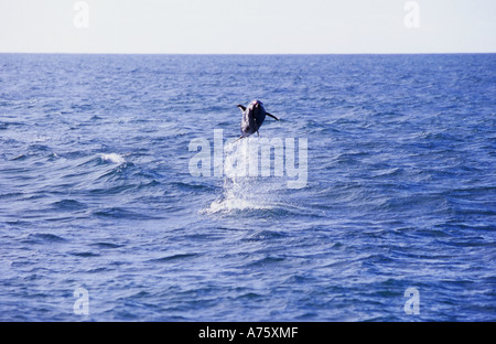 Dusky Dolphin Lagenorhynchus Obscurus Verletzung aus der Kaikoura Küste New Zealand Stockfoto