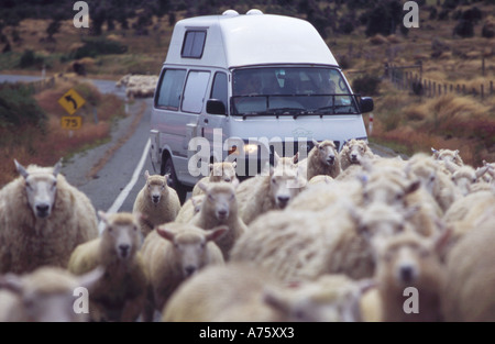 Schafherde blockiert Landstraße hält Touristen in einem Wohnmobil Neuseeland Südinsel Stockfoto