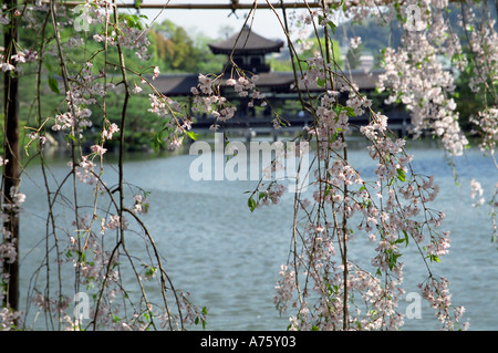 Blühende Sakura in Heian-Schrein-Kyoto Japan Stockfoto