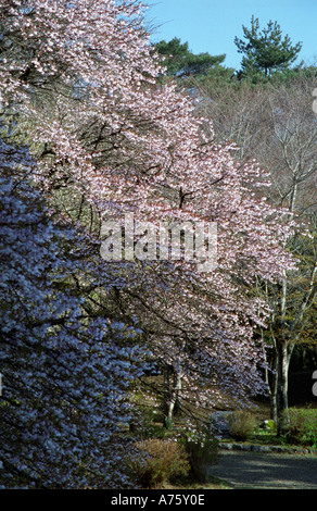 Hakone losgelöst Schlossgarten (Onshi-Hakone-Koen Park) in Hakone Japan Stockfoto