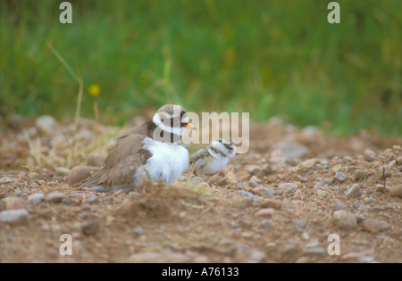 Flussregenpfeifer Regenpfeifer mit winzigen Küken und grübeln ein weiteres Küken Stockfoto