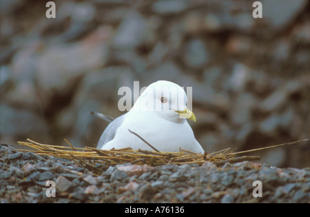 Gemeinsamen Möwe sitzt auf Nest auf einem Steinhaufen Stockfoto