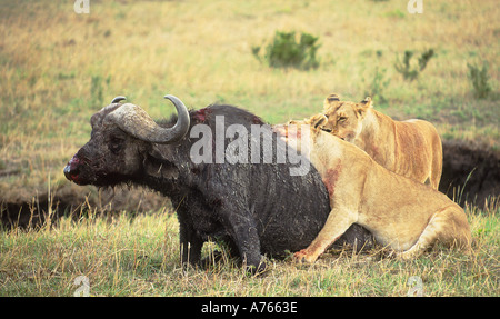 Löwe Panthera Leo zwei adulte Weibchen angreifen eines erwachsenen männlichen Kaffernbüffel Masai Mara Reserve Kenia Afrika Stockfoto