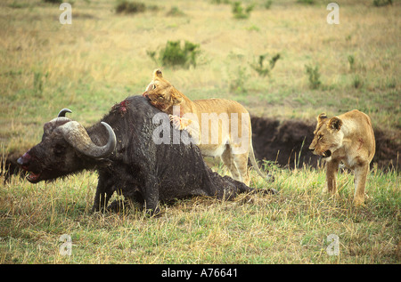 Löwe Panthera Leo zwei Weibchen Angriff auf einen Erwachsenen Kaffernbüffel Masai Mara Reserve Kenia Afrika Stockfoto