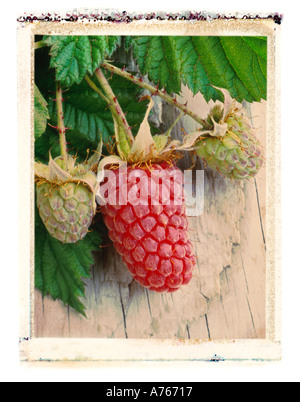 Loganberry Stockfoto