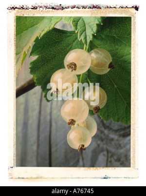 weiße Johannisbeeren Stockfoto