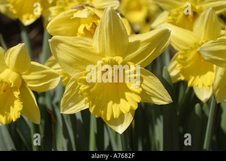 Narzissen in der herrlichen Blüte im Frühling Stockfoto