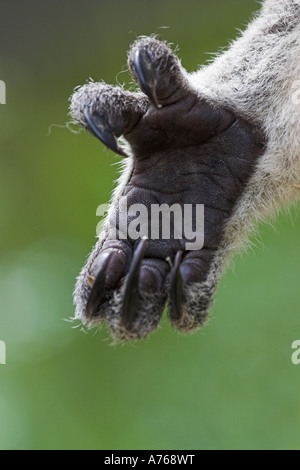 Koala, Phascolarctos Cinereus, Vorderpfote Stockfoto