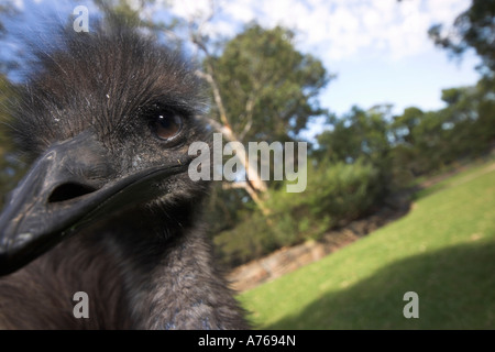 Emu, dromaius novaehollandiae Stockfoto