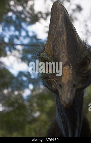 Südlichen Kasuar, Casuarius Casuarius, alleinstehende Erwachsene Stockfoto