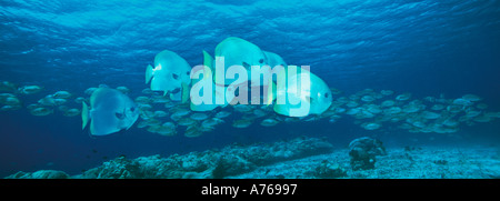 Kreisförmige Spadefish Fledermausfischen Platax Orbicularis kleine Schule über Korallenriff Sipadan Malaysia Stockfoto